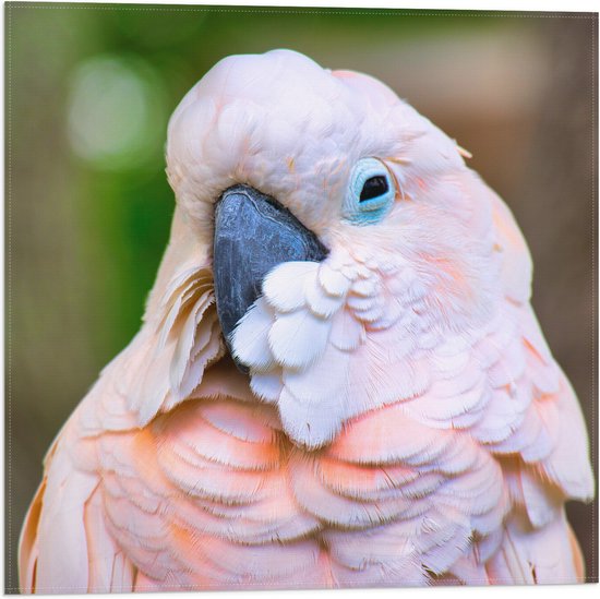 WallClassics - Drapeau - Cacatoès des Moluques rose tendre - 50x50 cm Photo sur drapeau en polyester