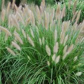 Plant in a Box - Erba pampa bianca - Set di 6 - Cortaderia selloana - Vaso  9cm - Altezza 25-40cm