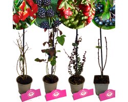 Set van 4 Fruitplanten – 1 Gojibes, 1 Braam, 1 Appelbes, 1 Cranberry – Hoogte 15/30cm – 9cm pot – Mix B