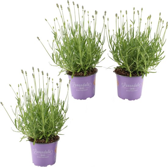 Lavendel - Lavandula angustifolia - 3 stuks | A-klasse