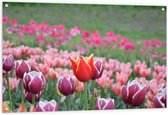Tuinposter – Veld Vol Bloeiende Tulpen in Verschillende Kleuren Roze - 120x80 cm Foto op Tuinposter (wanddecoratie voor buiten en binnen)