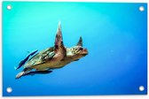 Tuinposter – Zwemmende Zeeschildpad in Oceaan - 60x40 cm Foto op Tuinposter (wanddecoratie voor buiten en binnen)