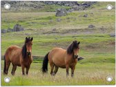 Tuinposter – Twee Bruine Wilde Paarden in de Bergen van IJsland - 40x30 cm Foto op Tuinposter (wanddecoratie voor buiten en binnen)