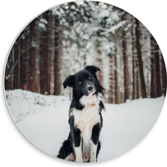 PVC Schuimplaat Muurcirkel - Poserende Bordercollie hond in Besneeuwd Bos - 30x30 cm Foto op Muurcirkel (met ophangsysteem)