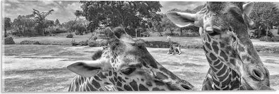 Acrylglas - Twee Koppen van Giraffen (Zwart- wit) - 60x20 cm Foto op Acrylglas (Met Ophangsysteem)