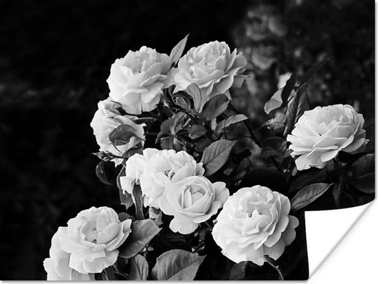 Poster Bloemen - Zwart wit - Natuur - Planten - Rozen - 40x30 cm