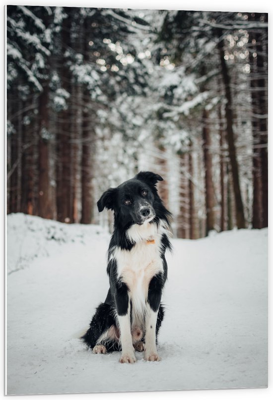 PVC Schuimplaat- Poserende Bordercollie hond in Besneeuwd Bos - 60x90 cm Foto op PVC Schuimplaat