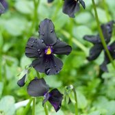 6x Hoornviooltje - Viola cornuta ‘Molly Sanderson’ - Pot 9x9cm
