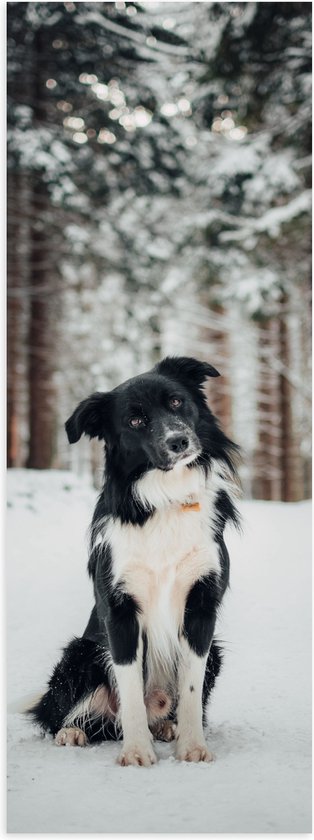 Poster (Mat) - Poserende Bordercollie hond in Besneeuwd Bos - 30x90 cm Foto op Posterpapier met een Matte look