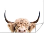 Vache - Cornes - Animaux - Nature
