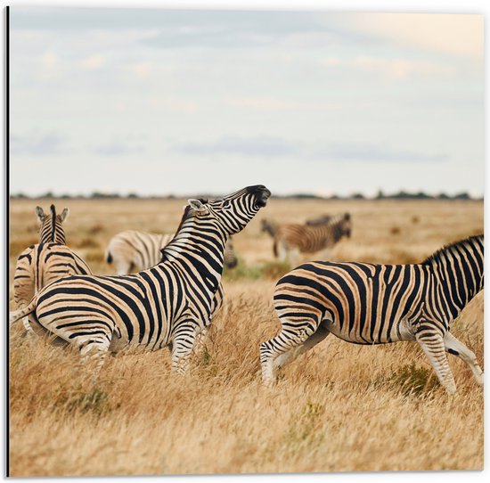 Dibond - Kudde Zebra_s op Open Vlakte in Afrikaans Droog Landschap - 50x50 cm Foto op Aluminium (Wanddecoratie van metaal)