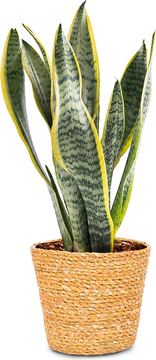 Sansevieria - Vrouwentong - ± 40cm hoog - In hippe mand