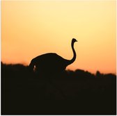 Poster (Mat) - Silhouet van Struisvogel bij Bossen tijdens Zonsondergang - 100x100 cm Foto op Posterpapier met een Matte look