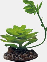 Repto Plant Echeveria - Terrariumplant