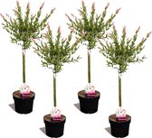 Plant in a Box - Salix integra Flamingo - Set van 4 - Tuinplant - Bonte wilg - Winterhard - Pot 17cm - Hoogte 60-80cm
