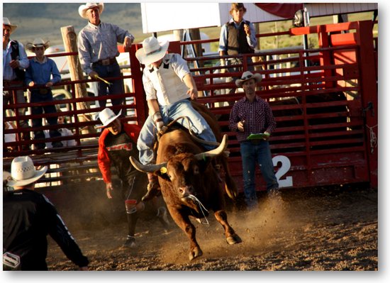Stier in Rodeo - USA - Fotoposter 70x50