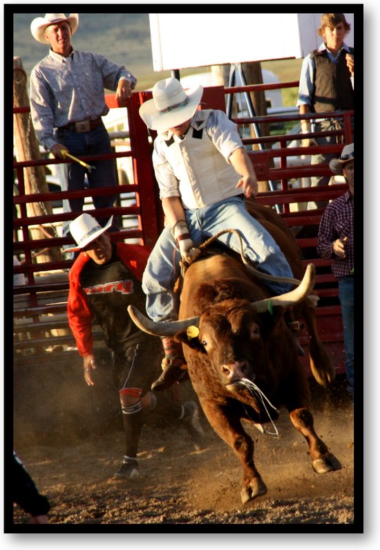 Stier in Rodeo - USA - Fotoposter 40x60 met Lijst