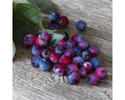 Krentenboom - Amelanchier 'Sakatoon®Berry' - 40-50 cm