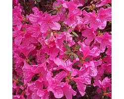 Azalea japonica 'Roze' 25-30 cm