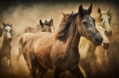 Dibond - Dier / Dieren Wildlife / Paarden - Beige / bruin / wit / zwart - 100 x 150 cm