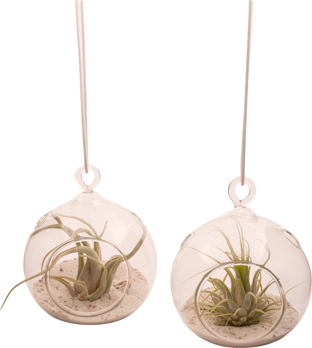 Kit Terrarium Plante aérienne dans une boule de verre suspendue 12