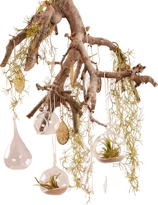 4 Stuks Hangende Glazen Terrariumbollen Met Touw Touwballen Decoraties Ronde, Traan, Olijf En Bol Bollen Luchtplanten Hanger Vaas Voor Sappig, Mos, Luchtvarens 4 Stuks Hangende Glazen Terrariumbollen Met Touw Touwballen Decoraties Ronde, Traan, Olijf En Bol Bollen Luchtplanten Hanger Vaas Voor Sappig, Mos, Luchtvarens
