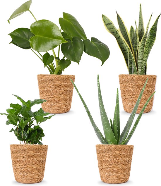 WL Plants - Set van 4 - Kamerplanten