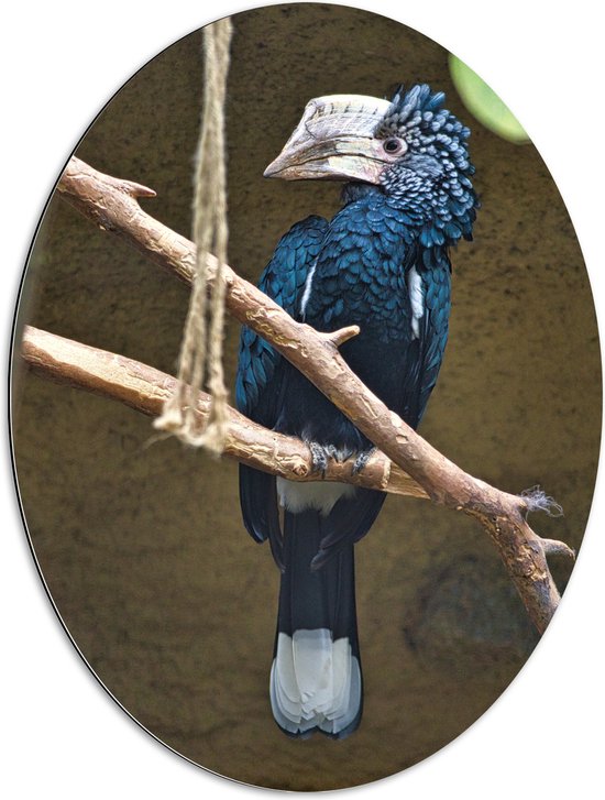 Dibond Ovaal - Zijaanzicht van Blauwe Zilveroorneushoorn Vogel met Bijzondere Snavel - 60x80 cm Foto op Ovaal (Met Ophangsysteem)