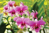 Fotobehang Orchids Pink | XXL - 312cm x 219cm | 130g/m2 Vlies