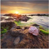 Poster (Mat) - Zeeschelpen op Rotsen bij het Water tijdens Zonsondergang - 50x50 cm Foto op Posterpapier met een Matte look