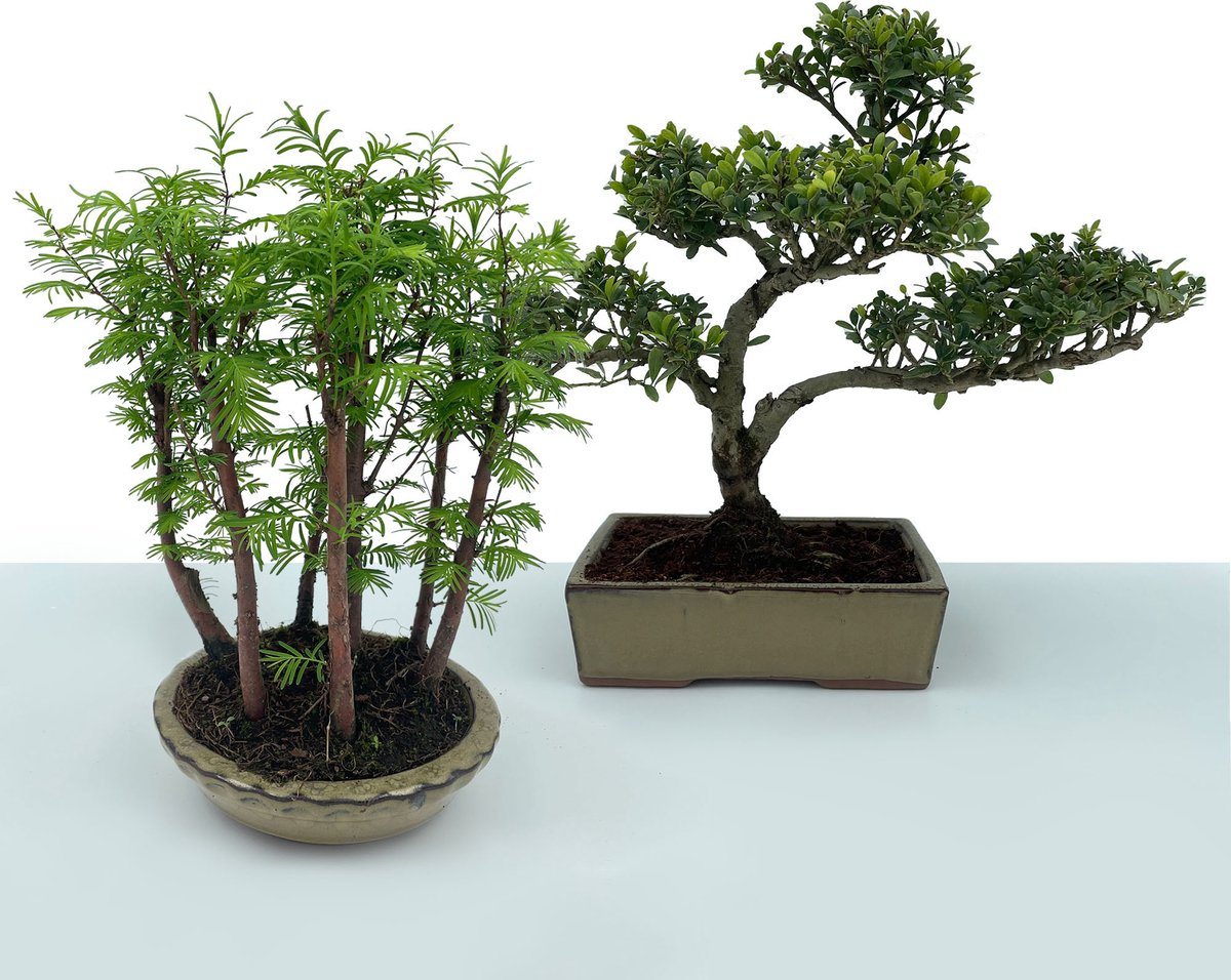 Bonsaiwonder - Bonsai Buiten set - ILEX en Metasequoia - Bonsai
