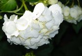 Papier peint photo Fleurs Hortensia Blanc | XL - 208 cm x 146 cm | Polaire 130g / m2