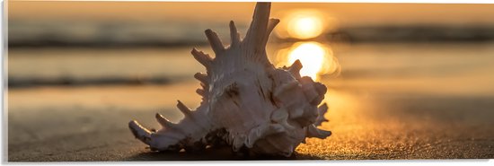 Acrylglas - Zeeschelp op het Strand aan de Zee tijdens Zonsondergang - 60x20 cm Foto op Acrylglas (Wanddecoratie op Acrylaat)