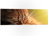 PVC Schuimplaat- Vermoeide Oranjekleurige Kat - 90x30 cm Foto op PVC Schuimplaat
