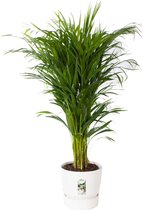 Areca palm met Elho pot wit ↨ 120cm - hoge kwaliteit planten
