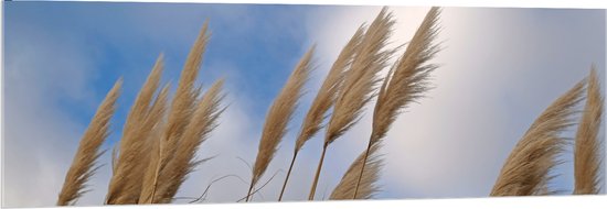 Acrylglas - Verschillende Takken Riet in de Harde Wind - 150x50 cm Foto op Acrylglas (Wanddecoratie op Acrylaat)