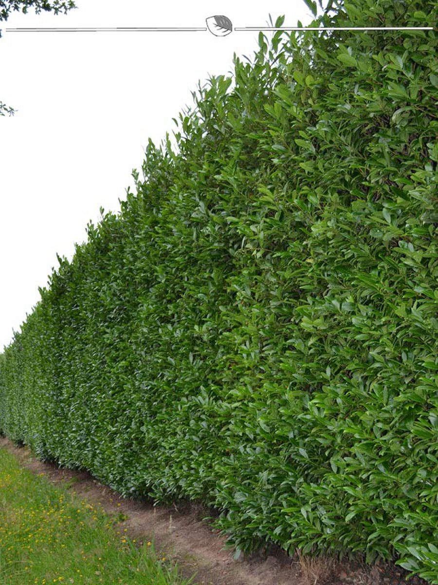 Venijnboom Taxus baccata 200-225 cm, 4x Haagplant