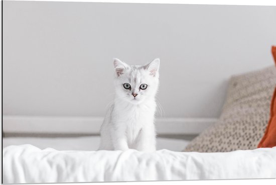 Dibond - Witte Kitten op Witte Lakens - 90x60 cm Foto op Aluminium (Wanddecoratie van metaal)