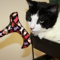 Zwarte wandelstok met handvat met veelkleurige kattenprint, naast een zwart-witte kat.