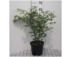 Euonymus alatus 'Compactus' - Kardinaalshoed, dwerg kardinaalsmuts 30 - 40 cm in pot
