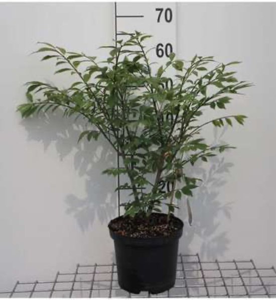Een groene Euonymus alatus 'Compactus' plant in een zwarte pot, ongeveer 30-40 cm hoog.