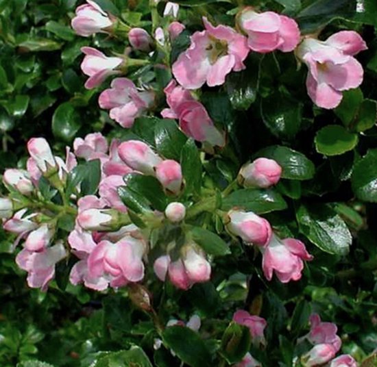 Escallonia ' Apple Blossom' 40 - 50 cm en pot