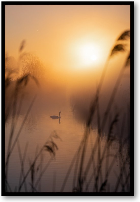 Majestueuze Zwaan - Fotoposter 40x60 met Lijst