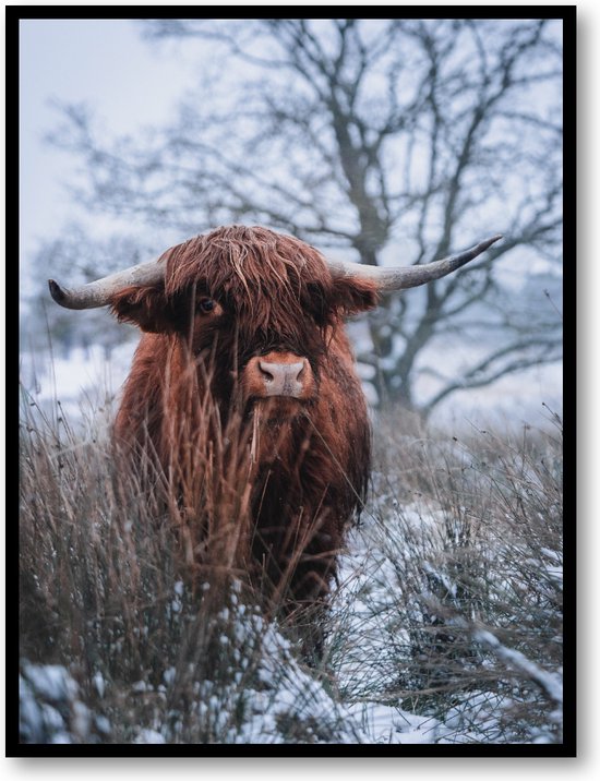 Schotse hooglander sneeuw - Fotoposter 30x40 met Lijst