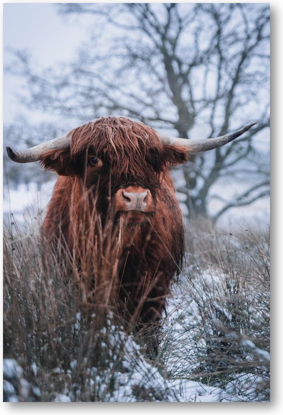 Schotse hooglander sneeuw - Fotoposter 60x90