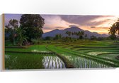 Hout - Rijstvelden Vol met Water in Indonesië - 100x50 cm - 9 mm dik - Foto op Hout (Met Ophangsysteem)