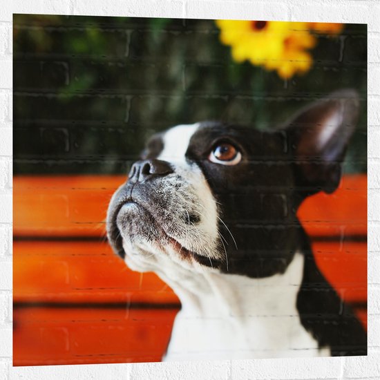 Muursticker - Zwart met Witte Boston Terriër Hond voor Gele Bloemenstruik - 80x80 cm Foto op Muursticker