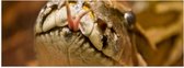 Poster Glanzend – Kop van Netpython Slang met Uitstekende Tong - 60x20 cm Foto op Posterpapier met Glanzende Afwerking