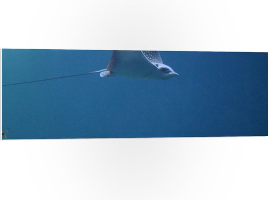 PVC Schuimplaat- Rog met Lange Staart Zwemmend langs School Vissen in de Oceaan - 120x40 cm Foto op PVC Schuimplaat
