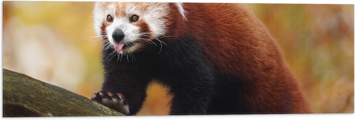 Vlag - Rode Panda met Uitstekende Tong lopend over Boomstam - 90x30 cm Foto op Polyester V